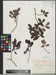 Foto von Salix appendiculata Vill.